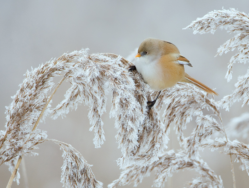 002 baardman - vrouwtje web.jpg